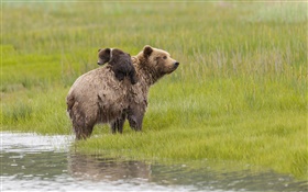 Parque Nacional del Lago Clark, Alaska, osos, agua, prado HD fondos de pantalla