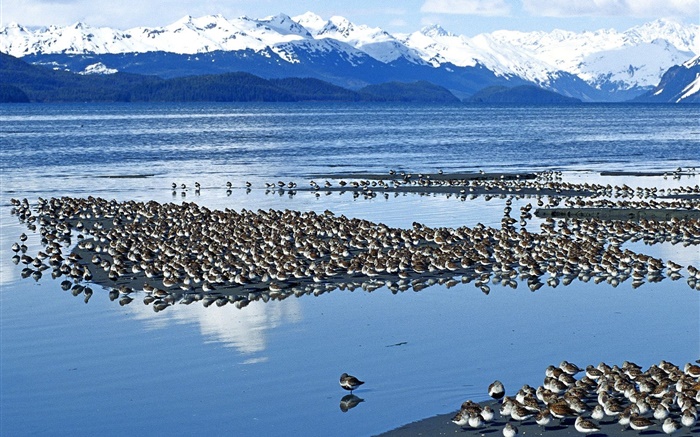 aves del lago Fondos de pantalla, imagen