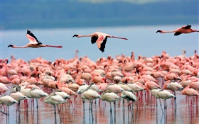 Lago, flamencos, aves volar