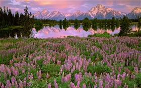 Lago, montaña, flores de color rosa jacinto