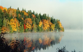 Lago, árboles, niebla, mañana, otoño