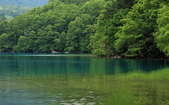Lago, árboles, hierba del agua, Hokkaido, Japón Fondos de pantalla, imagen