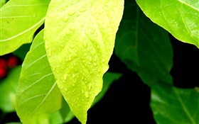 hojas de color verde, las gotas de agua HD fondos de pantalla