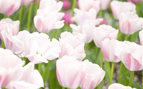 Luz flores de color rosa tulipán