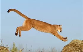 salto leona