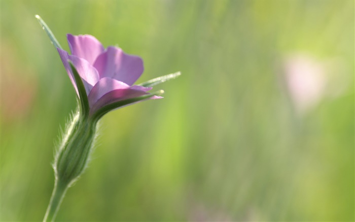 Pequeña flor púrpura primer plano, fondo verde Fondos de pantalla, imagen