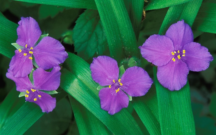 flores púrpuras pequeñas, tres o cuatro pétalos, hojas verdes Fondos de pantalla, imagen