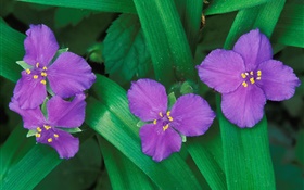 flores púrpuras pequeñas, tres o cuatro pétalos, hojas verdes
