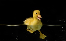 Pequeño pato amarillo en el agua