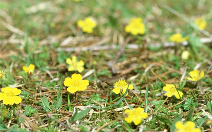 Pequeñas flores silvestres amarillas, planta, hierba Fondos de pantalla, imagen