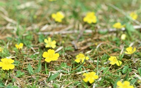 Pequeñas flores silvestres amarillas, planta, hierba