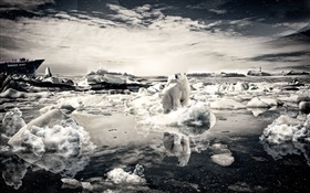 Solitarias oso, la nieve, el mar, las imágenes creativas