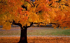 solo árbol, otoño, las hojas amarillas
