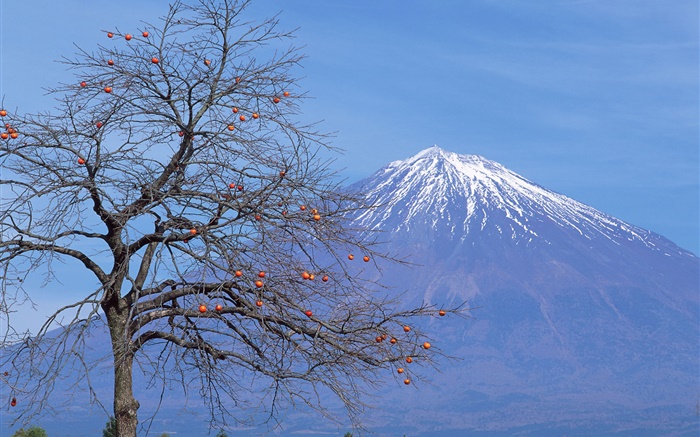 solo árbol, fruta, Monte Fuji, Japón Fondos de pantalla, imagen