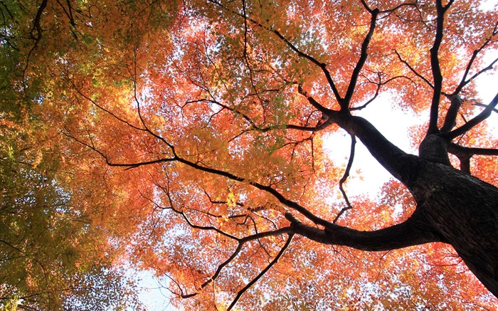 Mirar hacia arriba para ver, árbol de arce, hojas amarillas y rojas, otoño Fondos de pantalla, imagen