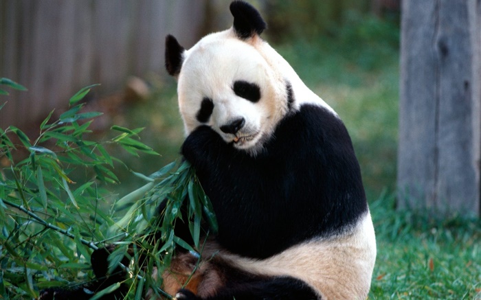 Belle Panda que come el bambú Fondos de pantalla, imagen