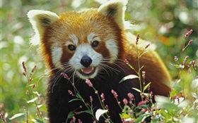 panda rojo precioso