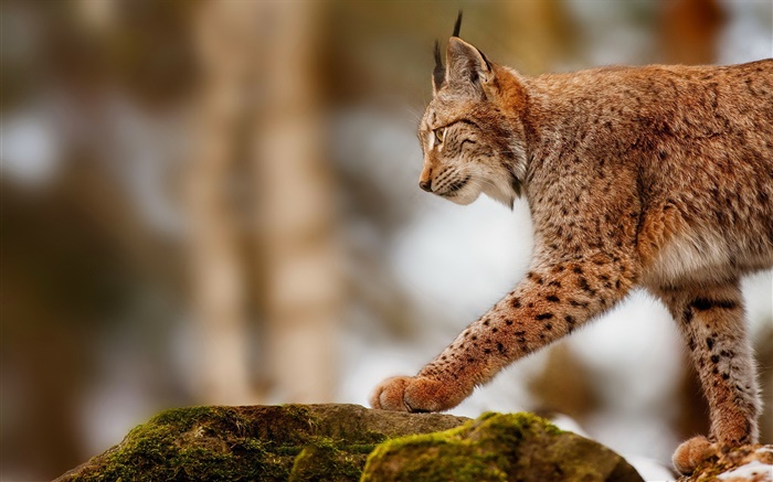 Lynx de caza, depredador, piedras Fondos de pantalla, imagen