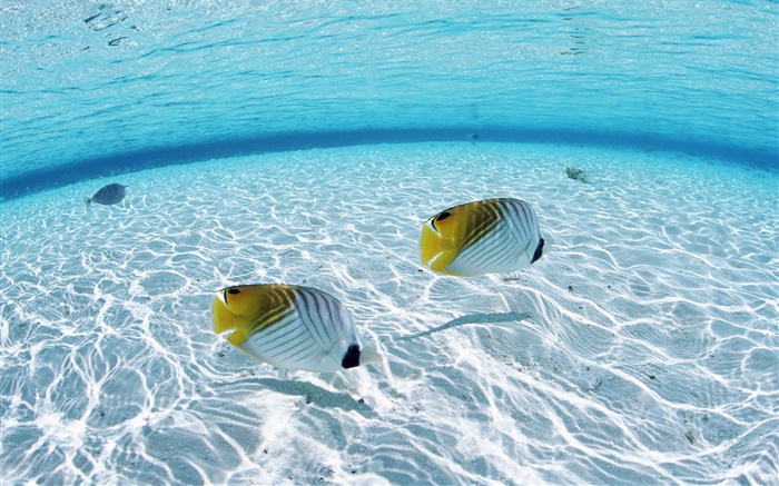 Maldivas, peces payaso tropical, zonas de aguas poco profundas, mar Fondos de pantalla, imagen