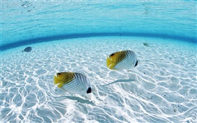 Maldivas, peces payaso tropical, zonas de aguas poco profundas, mar HD fondos de pantalla
