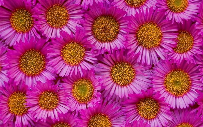 Muchas flores de color rosa manzanilla Fondos de pantalla, imagen