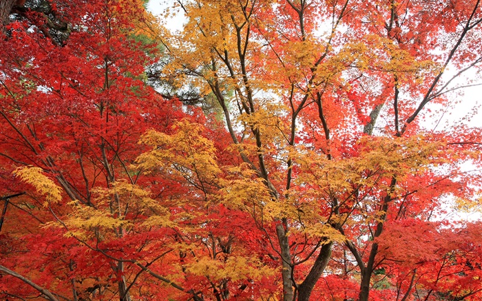 el bosque de arce, árboles, hojas de color rojo, otoño Fondos de pantalla, imagen
