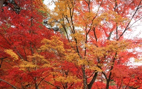 el bosque de arce, árboles, hojas de color rojo, otoño