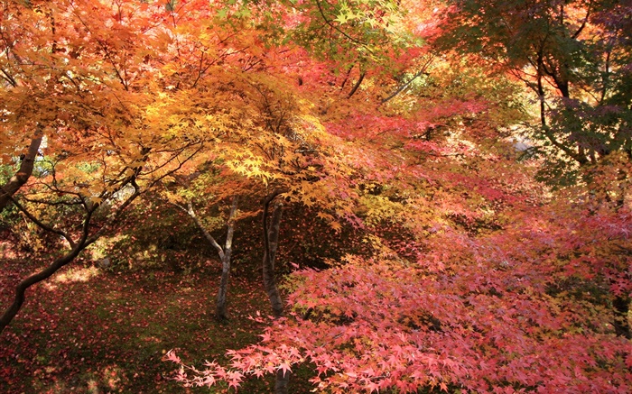 el bosque de arce, árboles, hojas rojas, otoño Fondos de pantalla, imagen