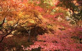 el bosque de arce, árboles, hojas rojas, otoño