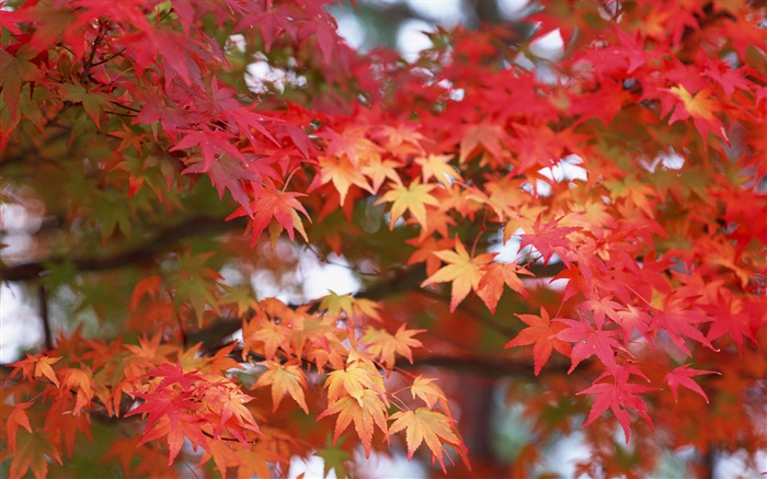 hojas de arce, de color rojo, otoño Fondos de pantalla, imagen