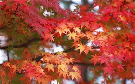 hojas de arce, de color rojo, otoño