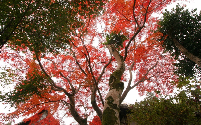 Árbol de arce mirar hacia arriba, hojas de color rojo, otoño, casa Fondos de pantalla, imagen