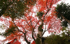 Árbol de arce mirar hacia arriba, hojas de color rojo, otoño, casa HD fondos de pantalla
