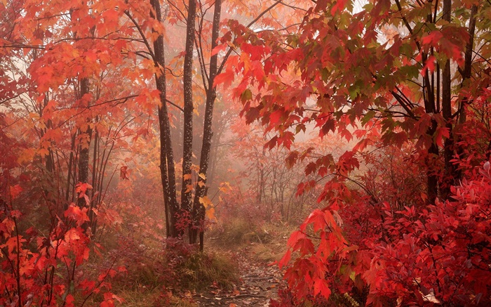 árboles de arce, bosque, hojas rojas, otoño Fondos de pantalla, imagen
