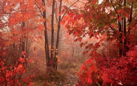 árboles de arce, bosque, hojas rojas, otoño HD fondos de pantalla