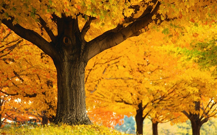 árboles de arce, hojas de color amarillo, planta, otoño Fondos de pantalla, imagen