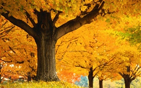 árboles de arce, hojas de color amarillo, planta, otoño