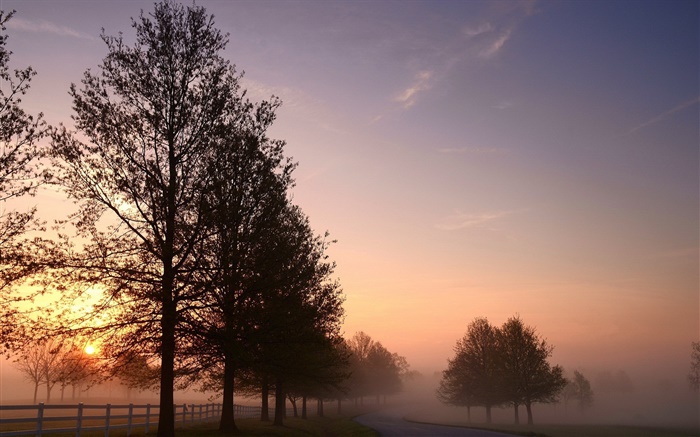 Mañana, niebla, árboles, camino, la salida del sol Fondos de pantalla, imagen