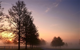 Mañana, niebla, árboles, camino, la salida del sol