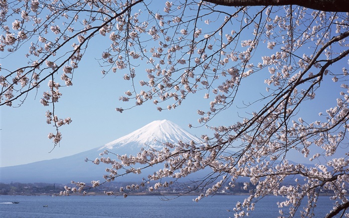 Monte Fuji, Japón, flores de cerezo, mar, barco Fondos de pantalla, imagen