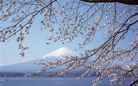 Monte Fuji, Japón, flores de cerezo, mar, barco HD fondos de pantalla