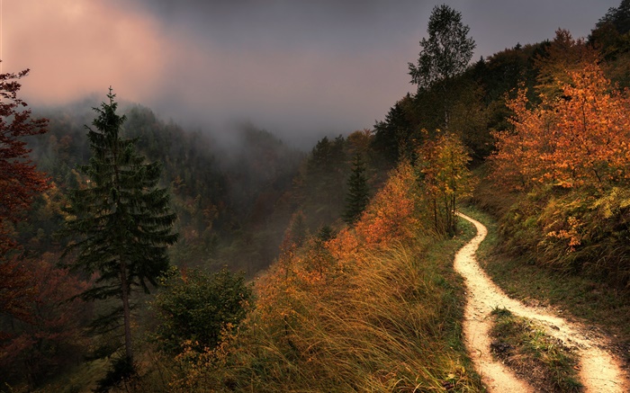 Montaña, niebla, árboles, sendero, otoño Fondos de pantalla, imagen