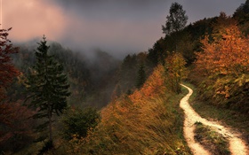 Montaña, niebla, árboles, sendero, otoño