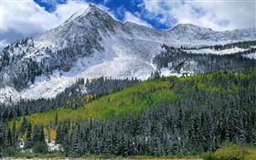 Montañas, nieve, bosque, árboles HD fondos de pantalla
