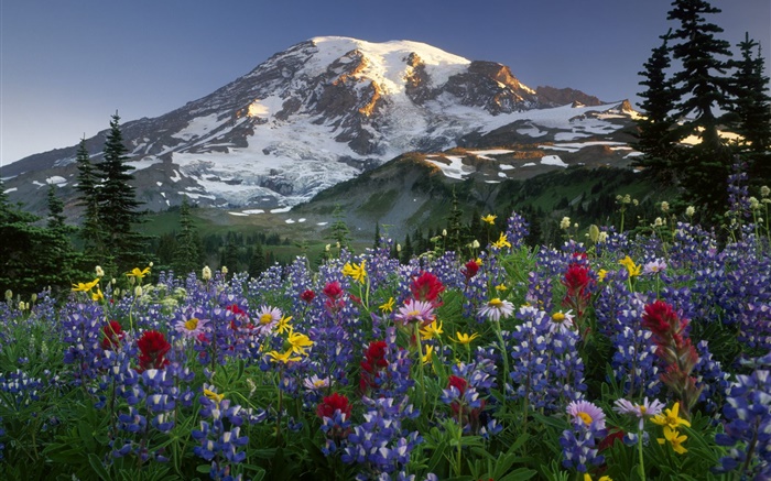 Montañas, flores silvestres Fondos de pantalla, imagen