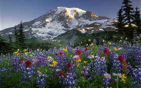 Montañas, flores silvestres HD fondos de pantalla