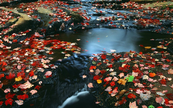 paisaje de la naturaleza, hojas de color rojo, cala, otoño Fondos de pantalla, imagen