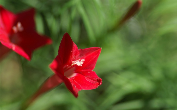 Una flor roja primer plano, fondo verde Fondos de pantalla, imagen
