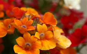 Naranja pétalos de flores en primer plano