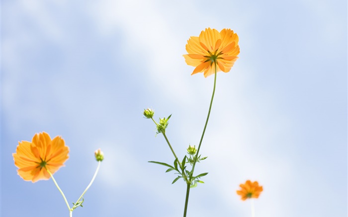 flores de color naranja, verano, cielo azul Fondos de pantalla, imagen